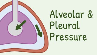 Alveolar Pressure and Pleural Pressure [upl. by Annauqahs]