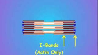 2 Sarcomere Structure [upl. by Aicatsan276]