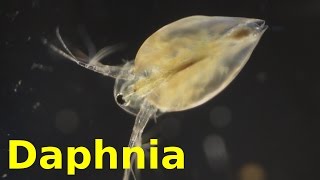 Daphnia [upl. by Okramed]