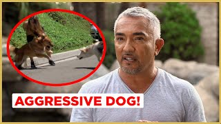 Can I help this AGGRESSIVE Dog  Cesar 911 [upl. by Pirozzo]