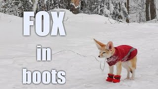 Fennec Fox Plays in Snow  Look at his Little Paw Booties [upl. by Mayman]