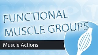 Muscle Actions Functional Groups [upl. by Marciano369]