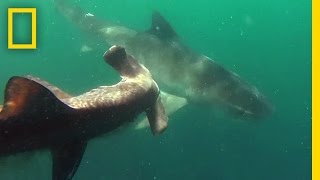 Tiger Shark vs Hammerhead Shark  National Geographic [upl. by Ylrae160]