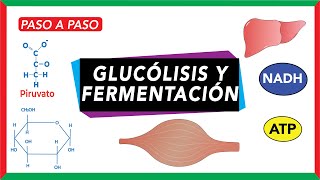 Glucólisis pasos y destino del piruvato fermentación [upl. by Gebelein]