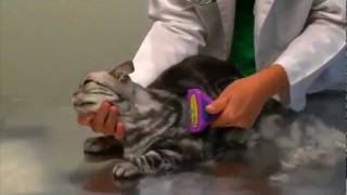 FURminator Cat DeShedding Tools  A Petco Product Feature [upl. by Inaffit]