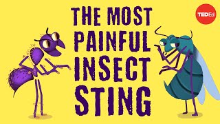 The world’s most painful insect sting  Justin Schmidt [upl. by Silvana]