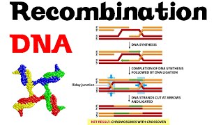 DNA recombination basic [upl. by Malliw]