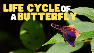 Life Cycle of a butterfly  Butterflies for Kids  Learn the 4 stages of the butterfly life cycle [upl. by Ahsiekrats]