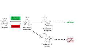 Glycogen Synthesis Glycogenesis Pathway [upl. by Rois705]