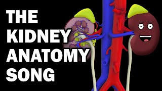 KIDNEY ANATOMY SONG [upl. by Sivolc657]