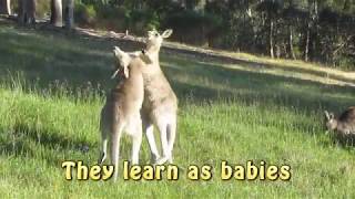 How kangaroos fight [upl. by Neevan]