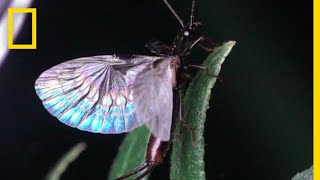 Earwig Wings are OrigamiLike  National Geographic [upl. by Nyleda]