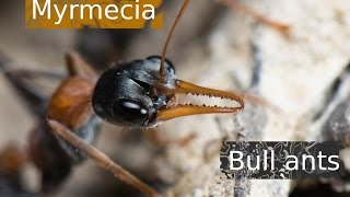 AUSTRALIAN MOST PAINFUL  THE BULL ANTS [upl. by Pretrice]