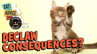 Declawed Cats Playtime amp Other Challenges [upl. by Siocnarf]