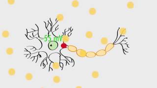 Anatomy amp Physiology Action Potentials amp Axonal Transmission [upl. by Bhatt672]