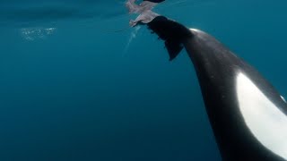 Orcas Caught Slapping Stingray With Tail [upl. by Houston]