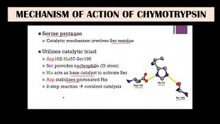 Chymotrypsin  Mechanism of action [upl. by Latsirc]