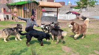 Ready Ho Jao Sab Dogs Give Away Hone Lge Hain😍 [upl. by Raimundo]