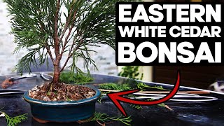 How to Bonsai an Eastern White Cedar🌲Thuja Occidentalis [upl. by Lennahs]