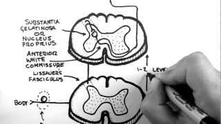 Spinal Pathways 3  Spinothalamic Tract [upl. by Hayifas]