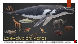 La evolución Especiación Filogenia Mecanismos evolutivos [upl. by Anitroc]