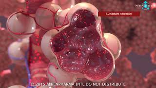 Pulmonary surfactant secretion  3D medical animation [upl. by Ledoux]