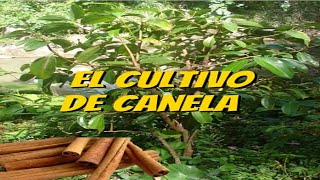 El Cultivo de la Canela [upl. by Delle]