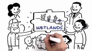 How Wetlands Manage Water [upl. by Oiril880]