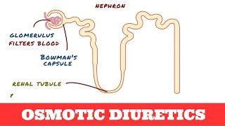 Osmotic Diuretics  Mannitol [upl. by Masry177]