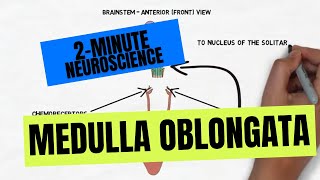 2Minute Neuroscience Medulla Oblongata [upl. by Urbannai]