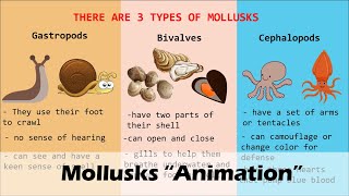 MOLLUSKS Animation [upl. by Nagar876]