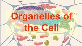 Organelles of the Cell [upl. by Aiahc]