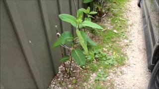 How to Plant Common Milkweed [upl. by Norre247]