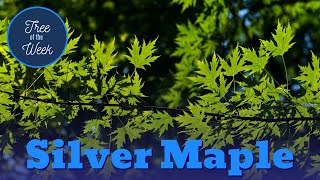 Tree of the Week Silver Maple [upl. by Caria]