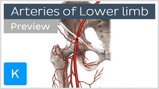 Overview of the lower limb arteries preview  Human Anatomy  Kenhub [upl. by Hteazile414]