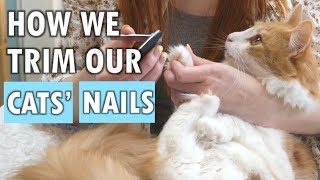 How we trim our cats nails [upl. by Hungarian37]