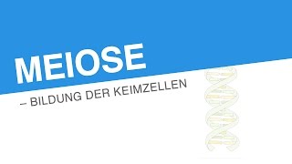 MEIOSE – BILDUNG DER KEIMZELLEN  Biologie  Genetik und Entwicklungsbiologie [upl. by Almeta]