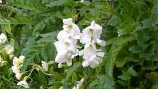 Exochorda  The Bride  Flowering [upl. by Bogey]