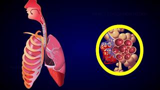 REGULATION OF RESPIRATION [upl. by Eirhtug]