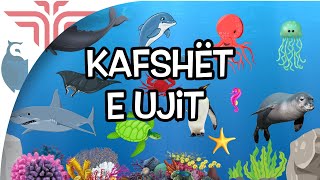 Kafshët e ujit [upl. by Ettenaej]