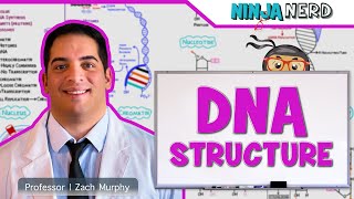 Cell Biology  DNA Structure amp Organization 🧬 [upl. by Hazelton]