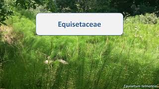 Equisetaceae [upl. by Myron280]