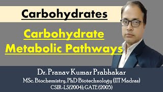 Carbohydrate Metabolic Pathway [upl. by Teodor]