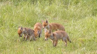 Prachtige natuurfilm quotSpringtime in Flanders fieldsquot Nederlands gesproken [upl. by Ajram]