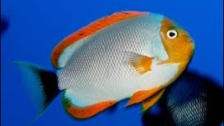 Facts The Masked Angelfish [upl. by Swarts]