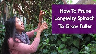 How To Get Gynura Procumbens Longevity Spinach To Grow Fuller [upl. by Idelson637]