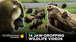 14 JawDropping Wildlife Videos  Smithsonian Channel [upl. by Burl547]