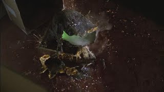 Gremlins 1984  It Just Hatched Scene HD [upl. by Eniledgam]