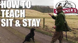 Gundog training tips  Sit and stay [upl. by Rotkiv]