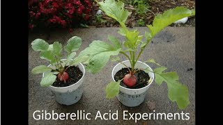 Gibberellic Acid  Plant Hormones Experiment [upl. by Skeie]